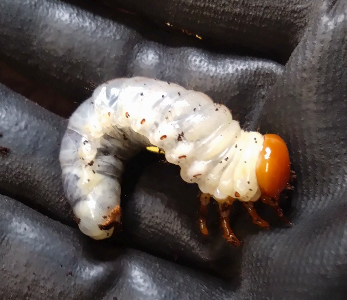 samayasu tweet media