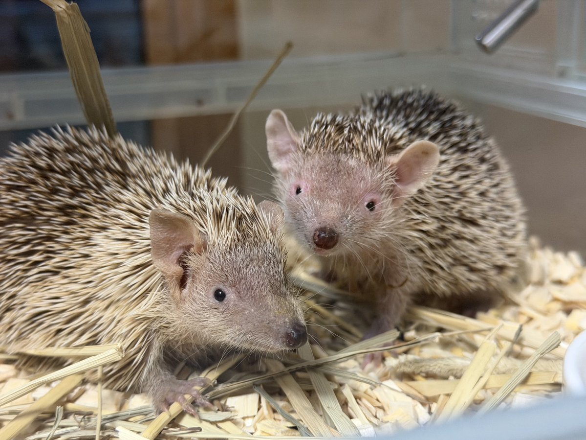 H i NA@EuLUCA tweet media