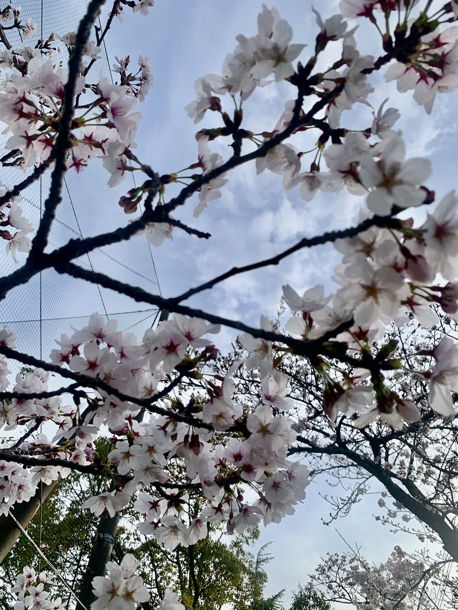 😃田名部真理（声しごと)🍀 tweet media