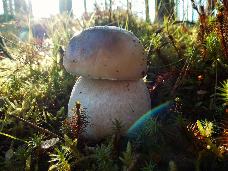 Debbie Parkes 🟧🌊🌊🐕🦮🏴 tweet media