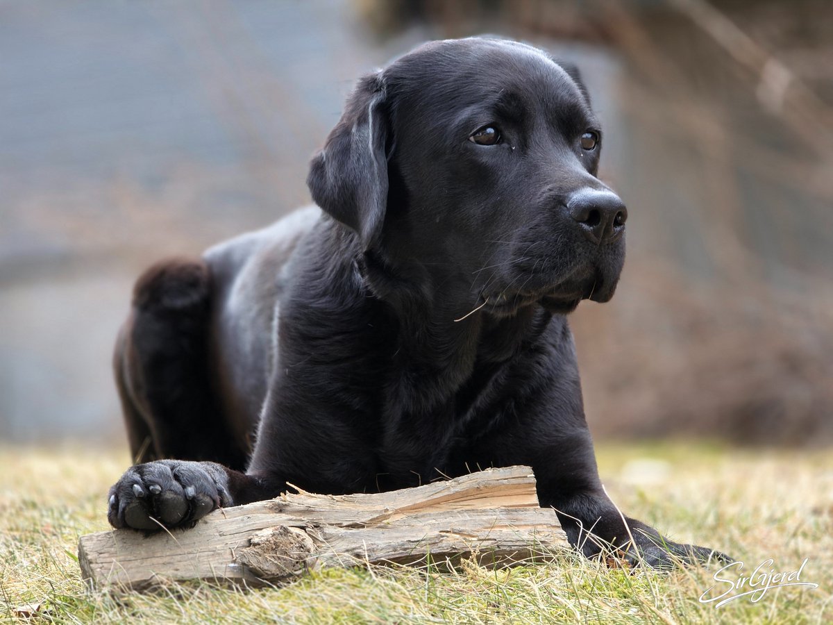 Яunar Ƨørgjerd tweet media