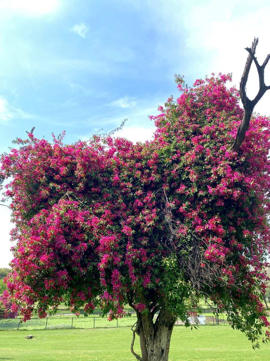 Raja Shaheryar Khan tweet media