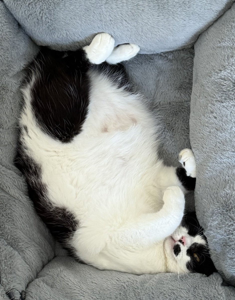 بارفَتَن tweet media