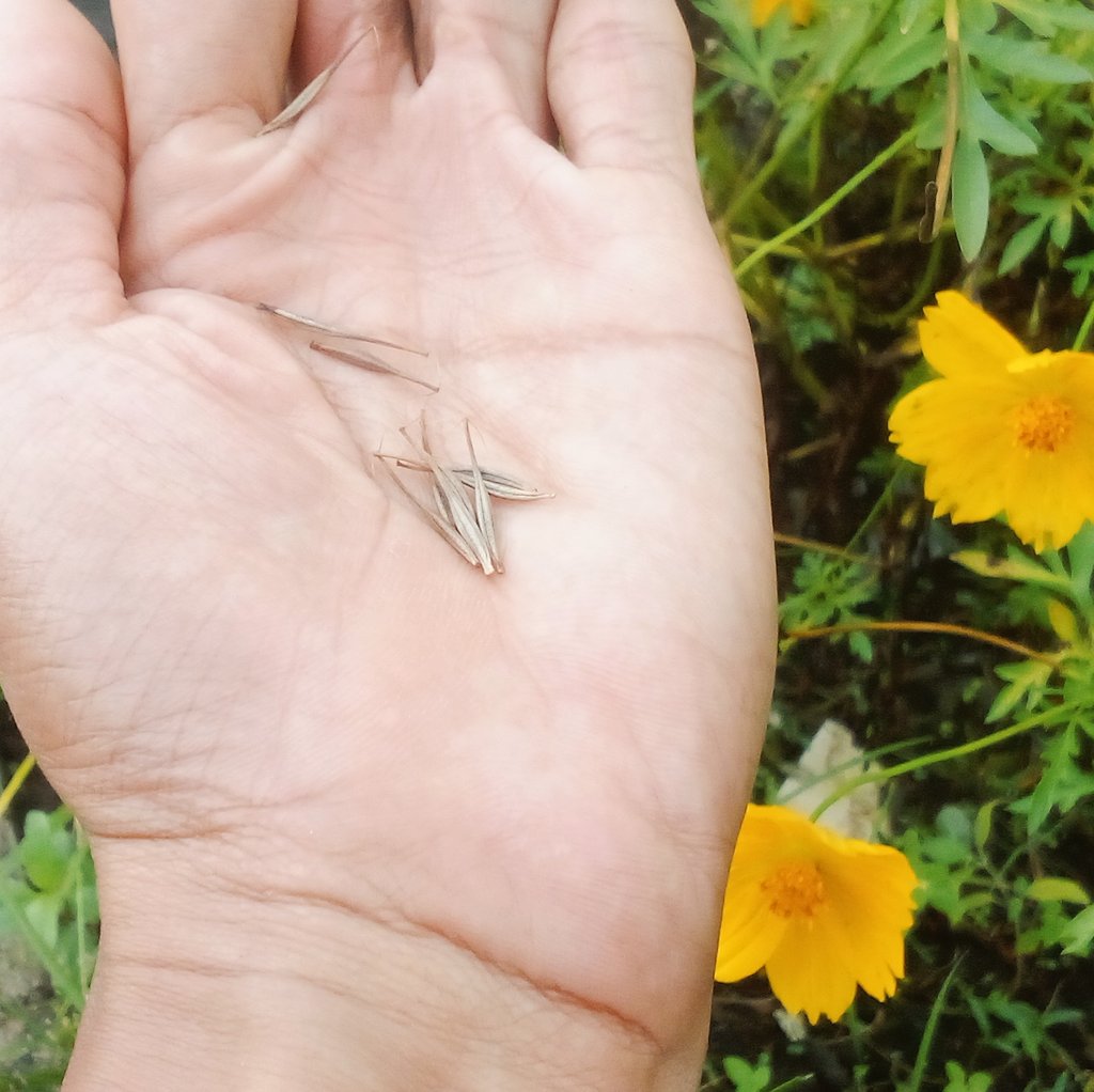 Daf - Kang Cerita, Kang Gambar ✨🕊️💐 tweet media