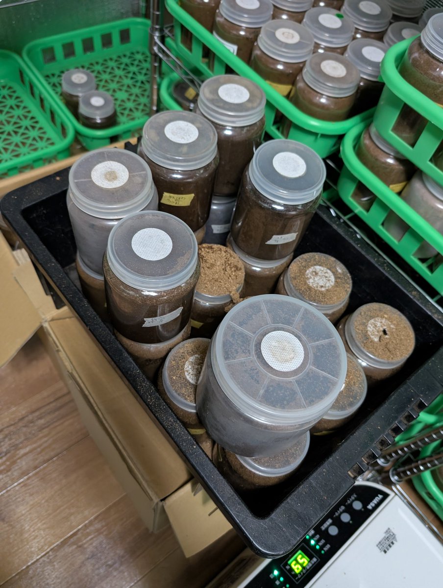 虫の兄ちゃん@兜鍬武蔵 tweet media