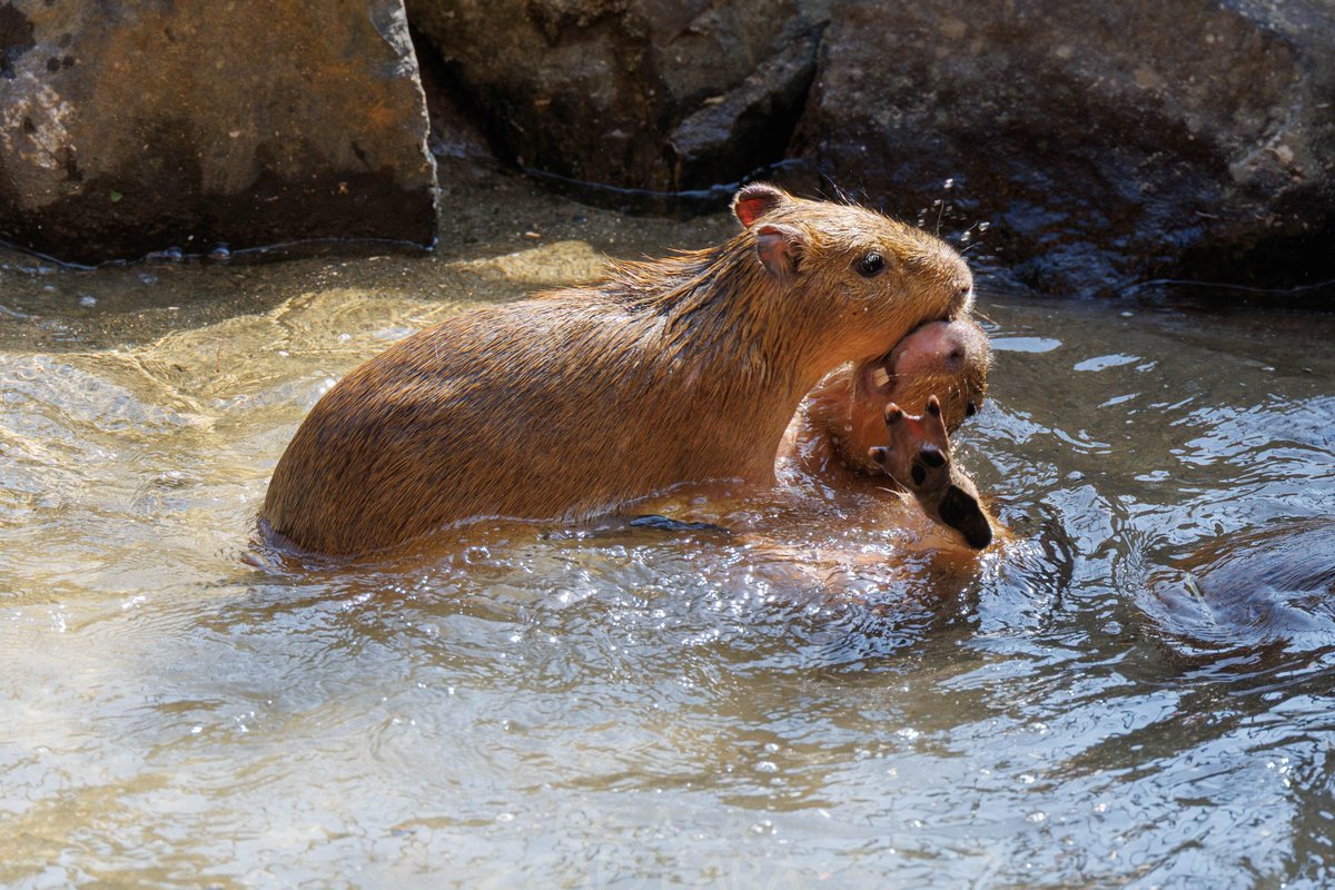 ささ @sasa.capybara tweet media