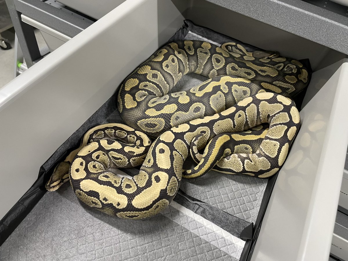 δ7Ballpython tweet media