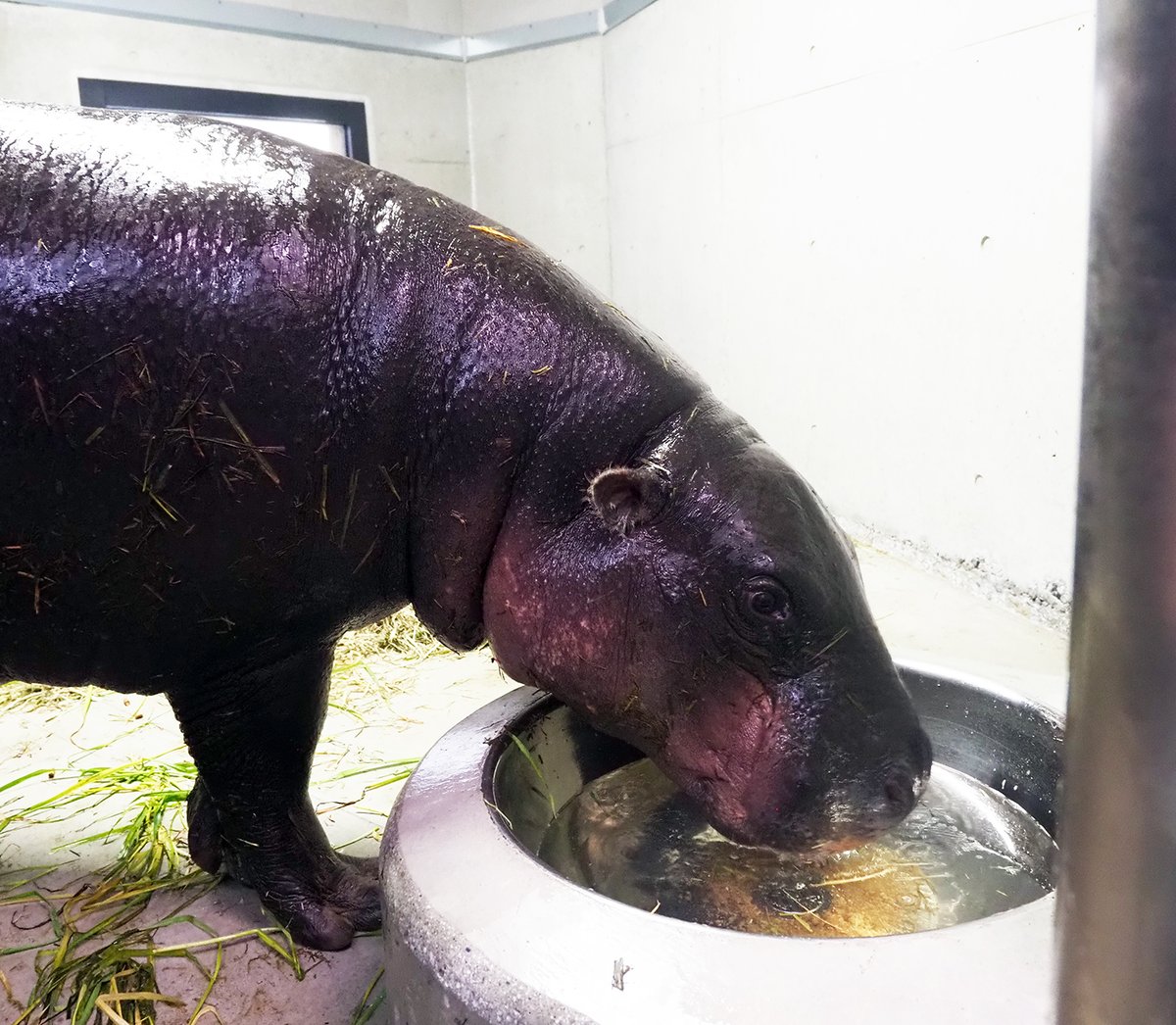 沖縄こどもの国 Okinawa Zoo & Museum(公式) tweet media