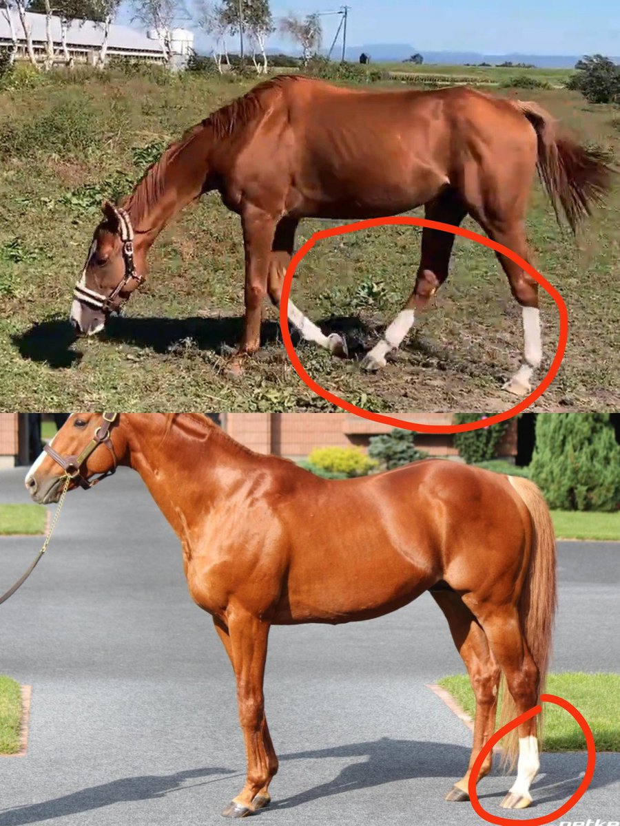 Tsumi || Kyojuro's Wife tweet media