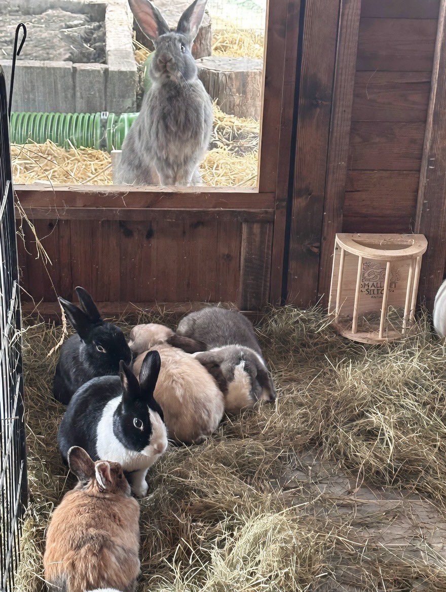 Carrot Cottage Rabbit Rescue tweet media