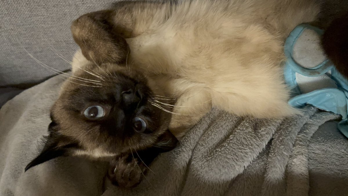 Just Tinker Bell tweet media