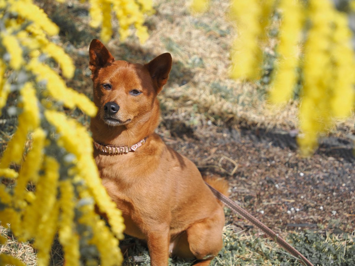 りさ☺︎こむぎとこはる* tweet media