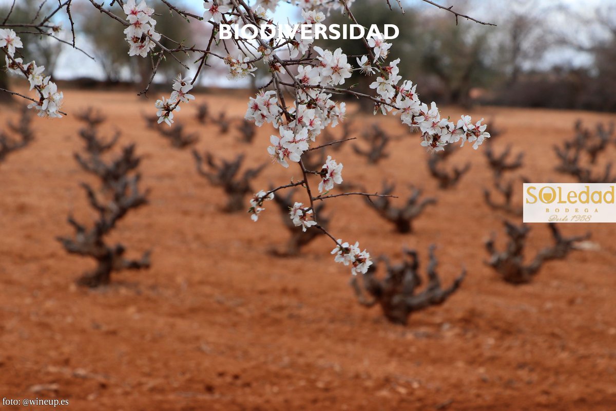 bodegasoledad tweet media
