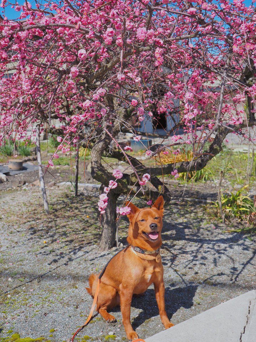 りさ☺︎こむぎとこはる* tweet media