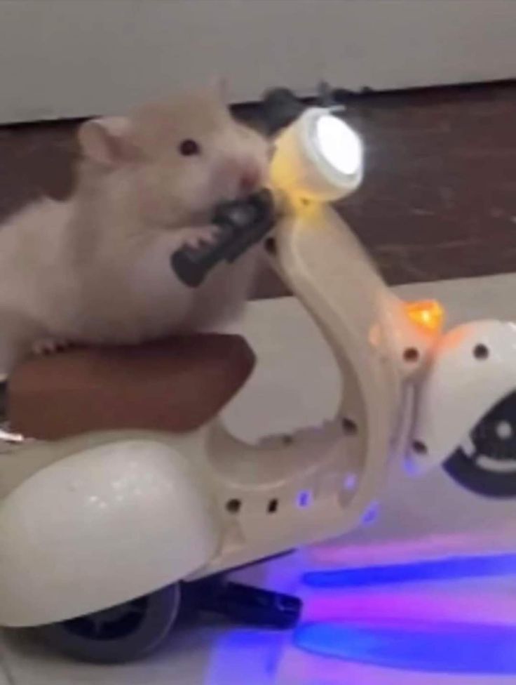 Tweets Of Hamster (@tweetsofhamster) on Twitter photo 