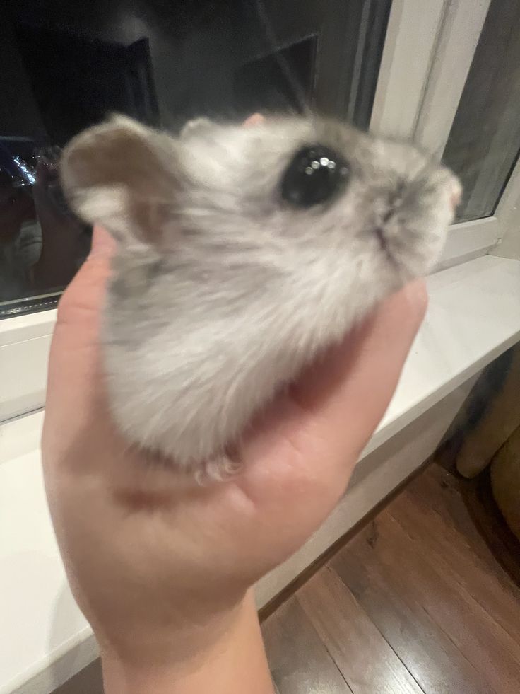 Tweets Of Hamster (@tweetsofhamster) on Twitter photo 