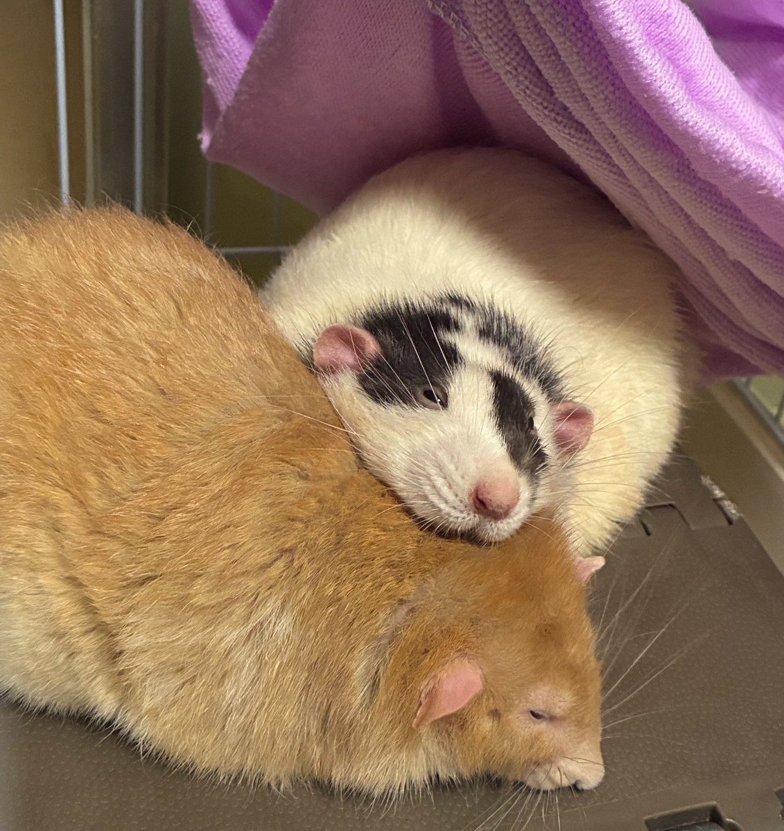 おつる🐁🤍 tweet media