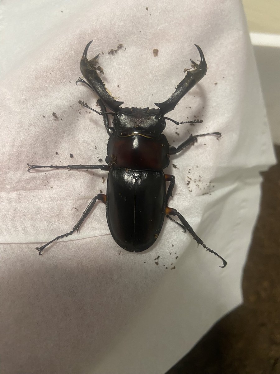 ゆーくんのクワガタ部屋【公式】 tweet media