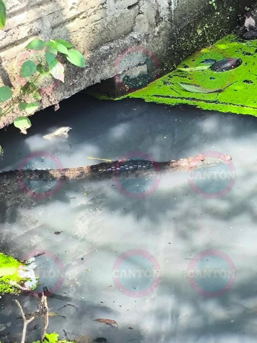 TabascoHOY's tweet photo. #VideoTH 📹 | Habitantes del ejido #ElCedro, en #Nacajuca, denuncian presencia de un cocodrilo a la orilla de la carretera, que ha sido reportado en varias ocasiones; señalan que hasta el momento no ha sido atendido el caso.
https://t.co/XgVUDpMfck https://t.co/1qYFXPyJFs