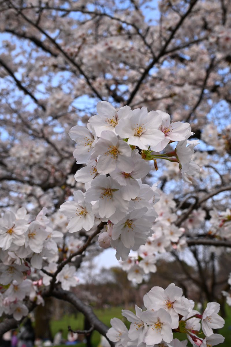 咲蘭/さら｡❀·̩͙ tweet media