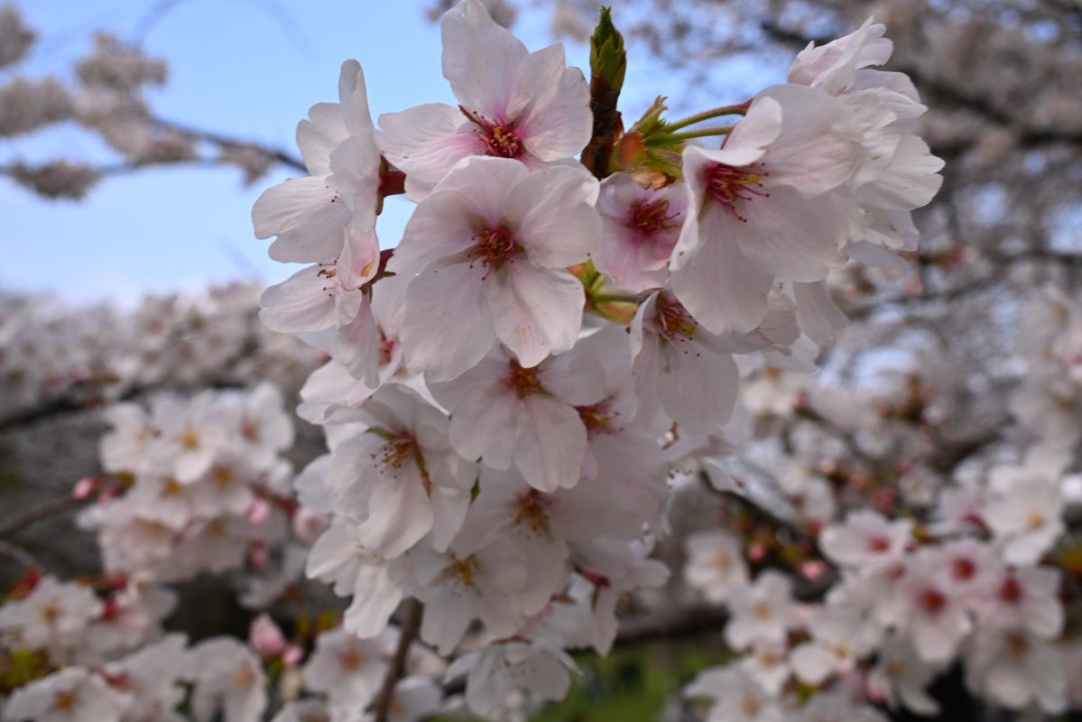 咲蘭/さら｡❀·̩͙ tweet media