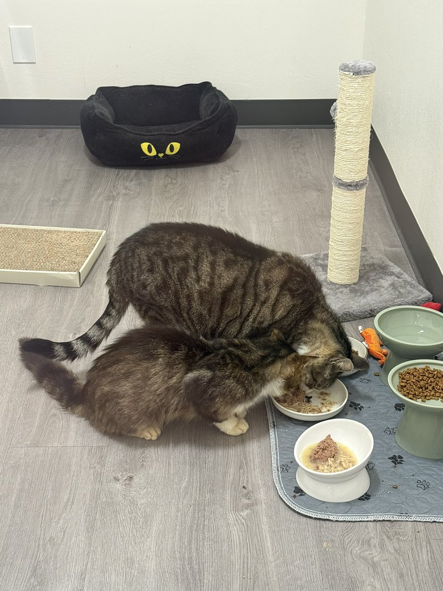 Friends of Bear Cat Rescue tweet media