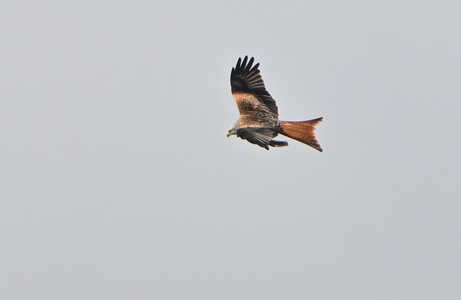 Tom Moodie tweet media