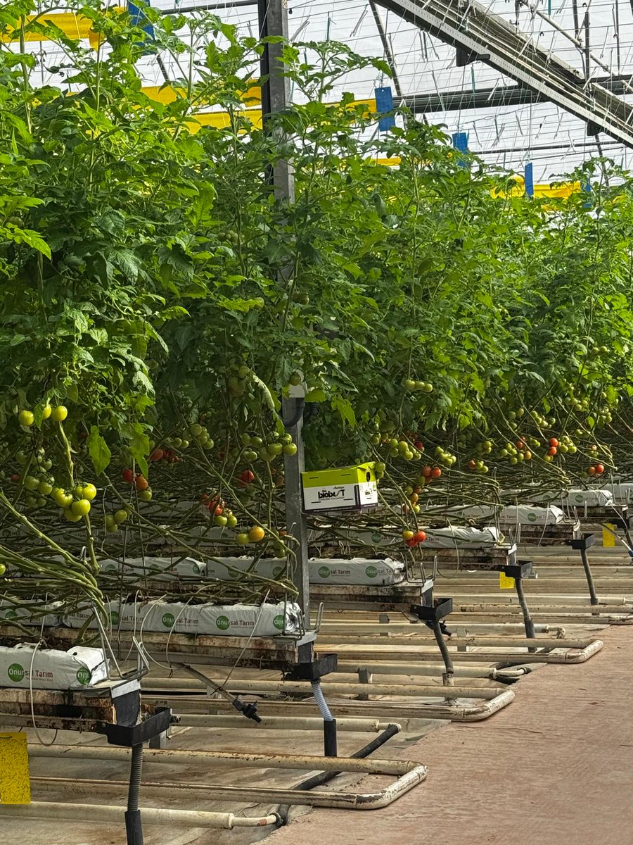 Manisa İl Tarım ve Orman Müdürlüğü tweet media