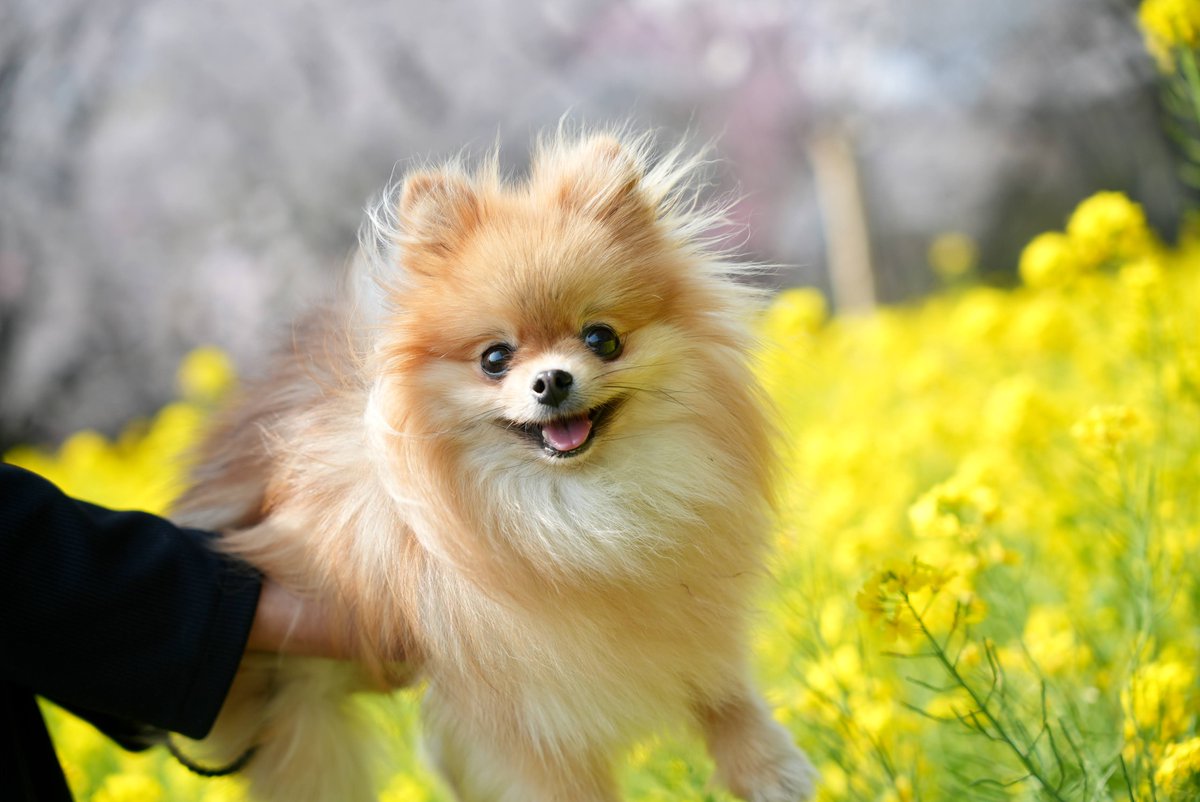 splamanny's tweet photo. 菜の花畑
#ポメラニアン https://t.co/f1gHGd2JrI