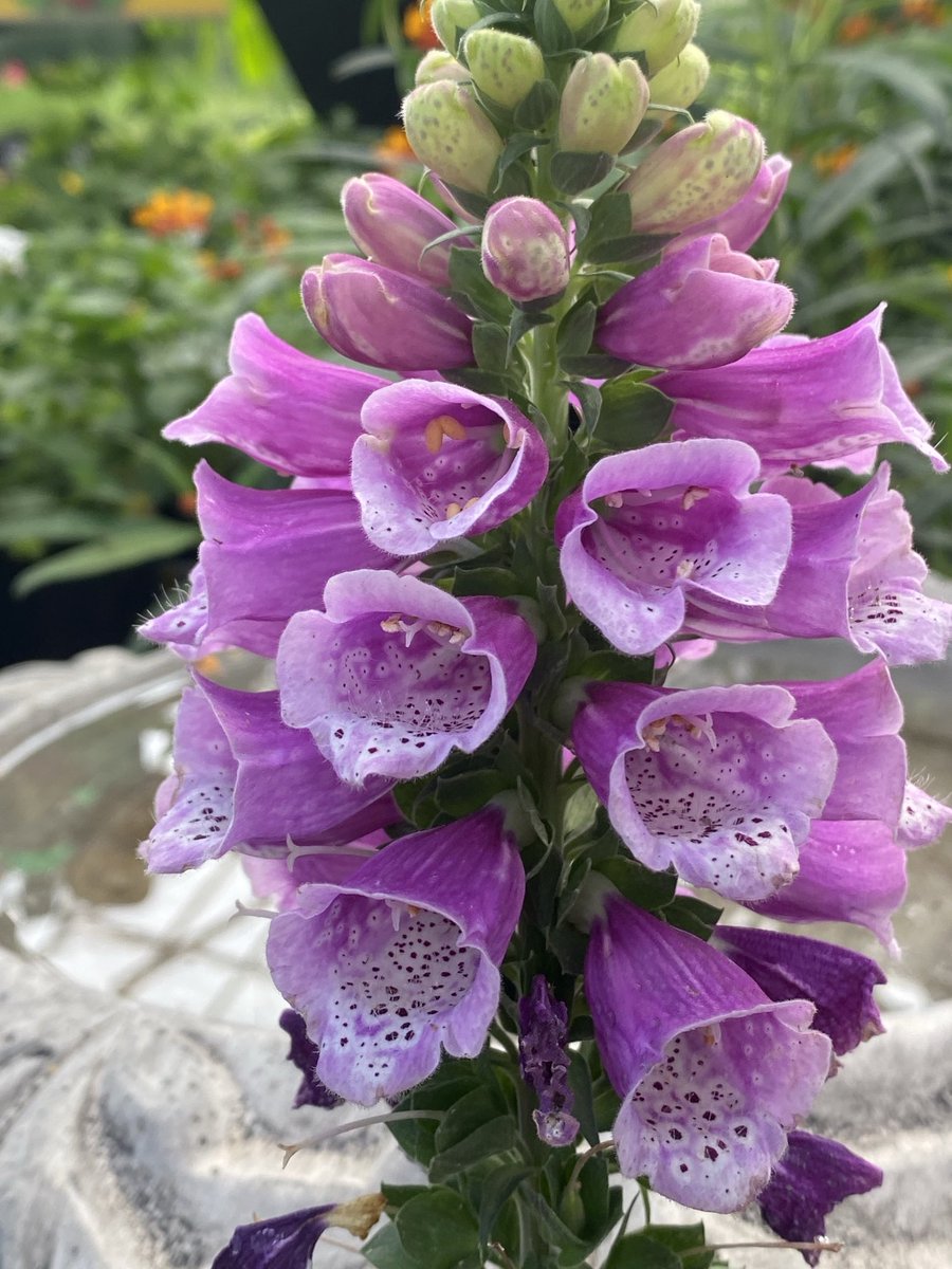 Kathy Husser tweet media