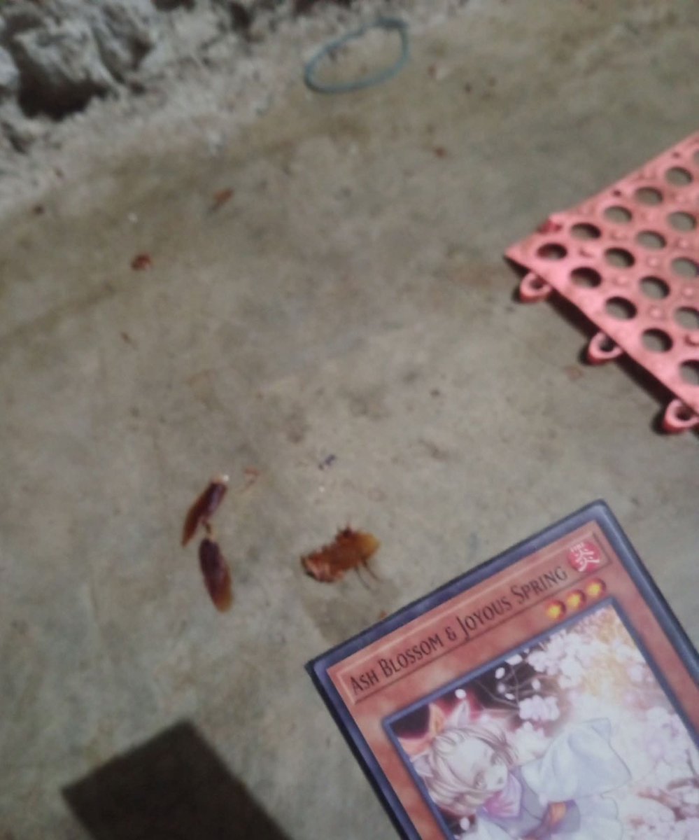 Yugiman101 tweet media