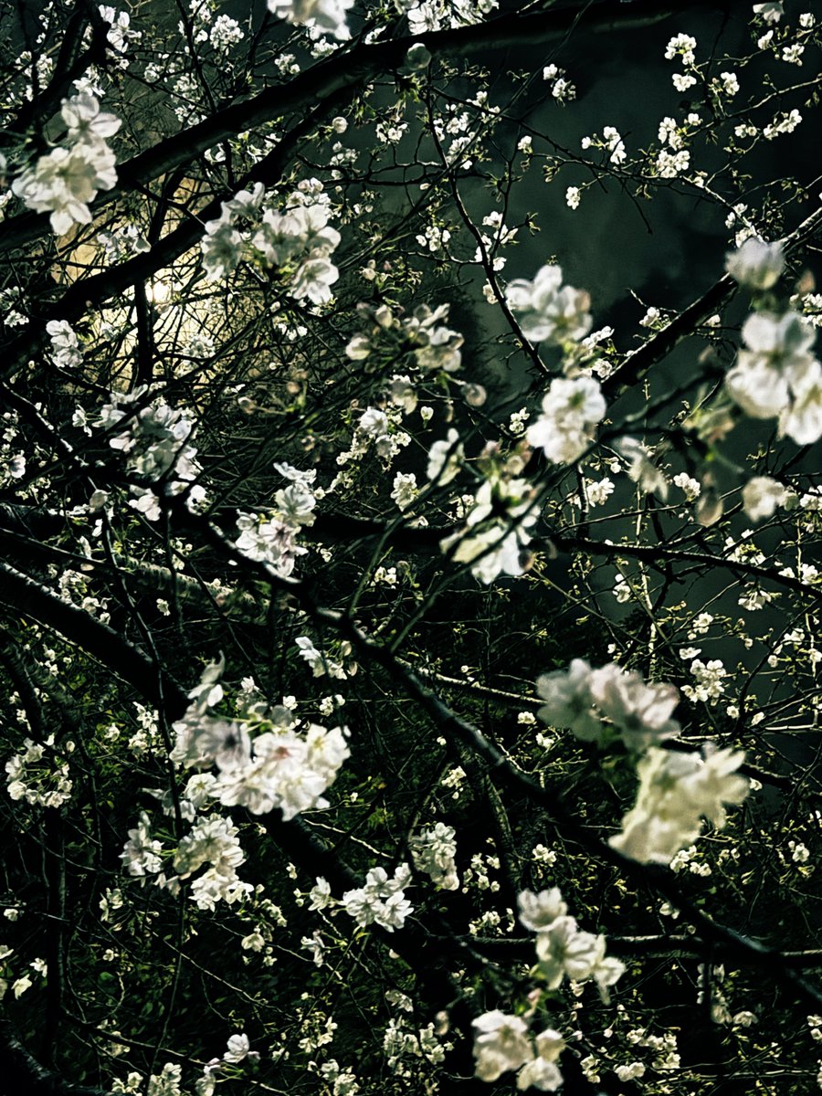 ふふふふふ tweet media