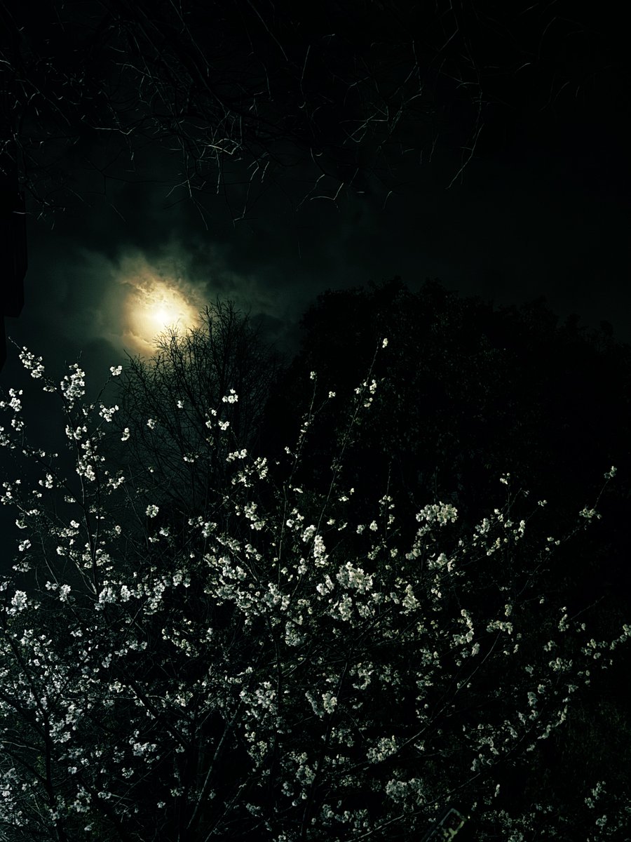 ふふふふふ tweet media