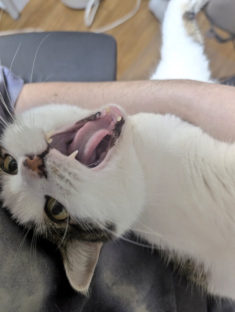 やすおか tweet media