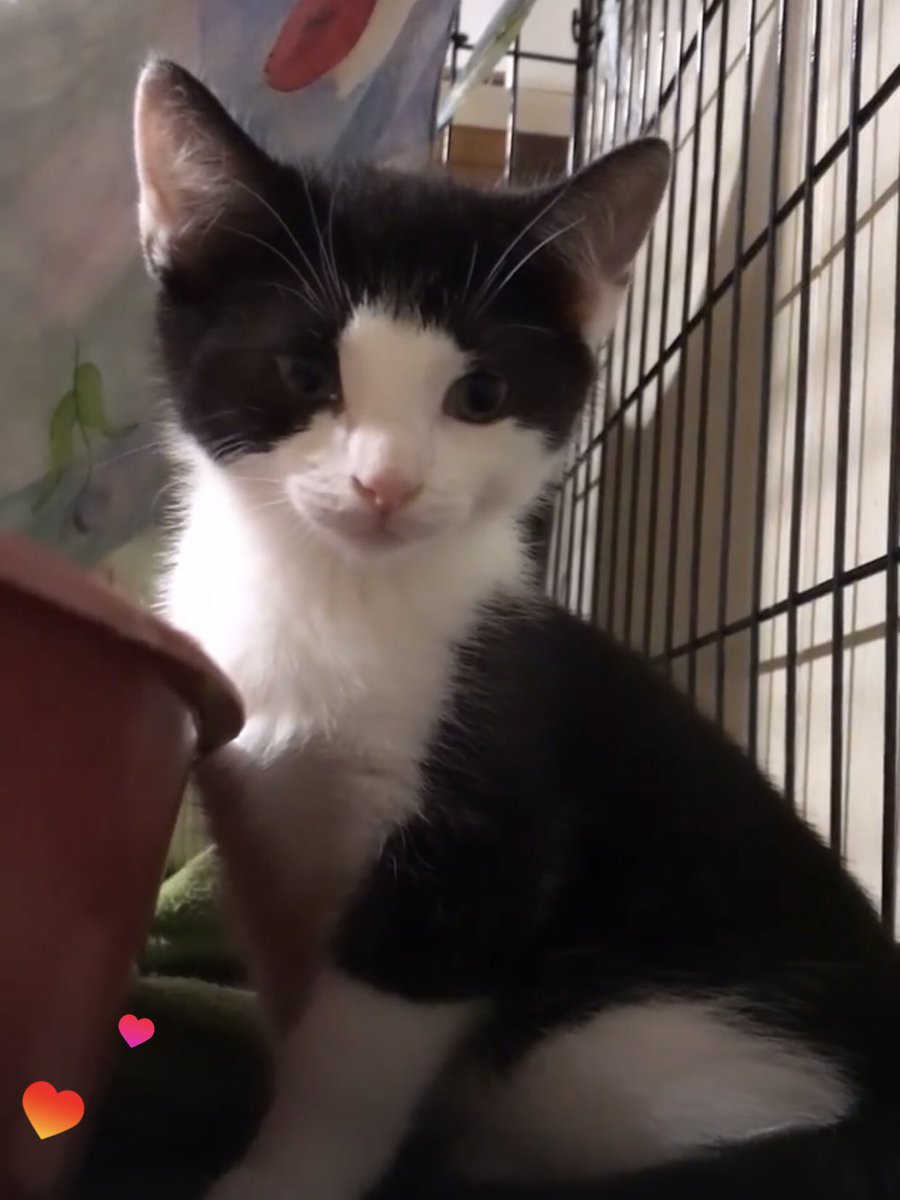 Приют Убежище tweet media