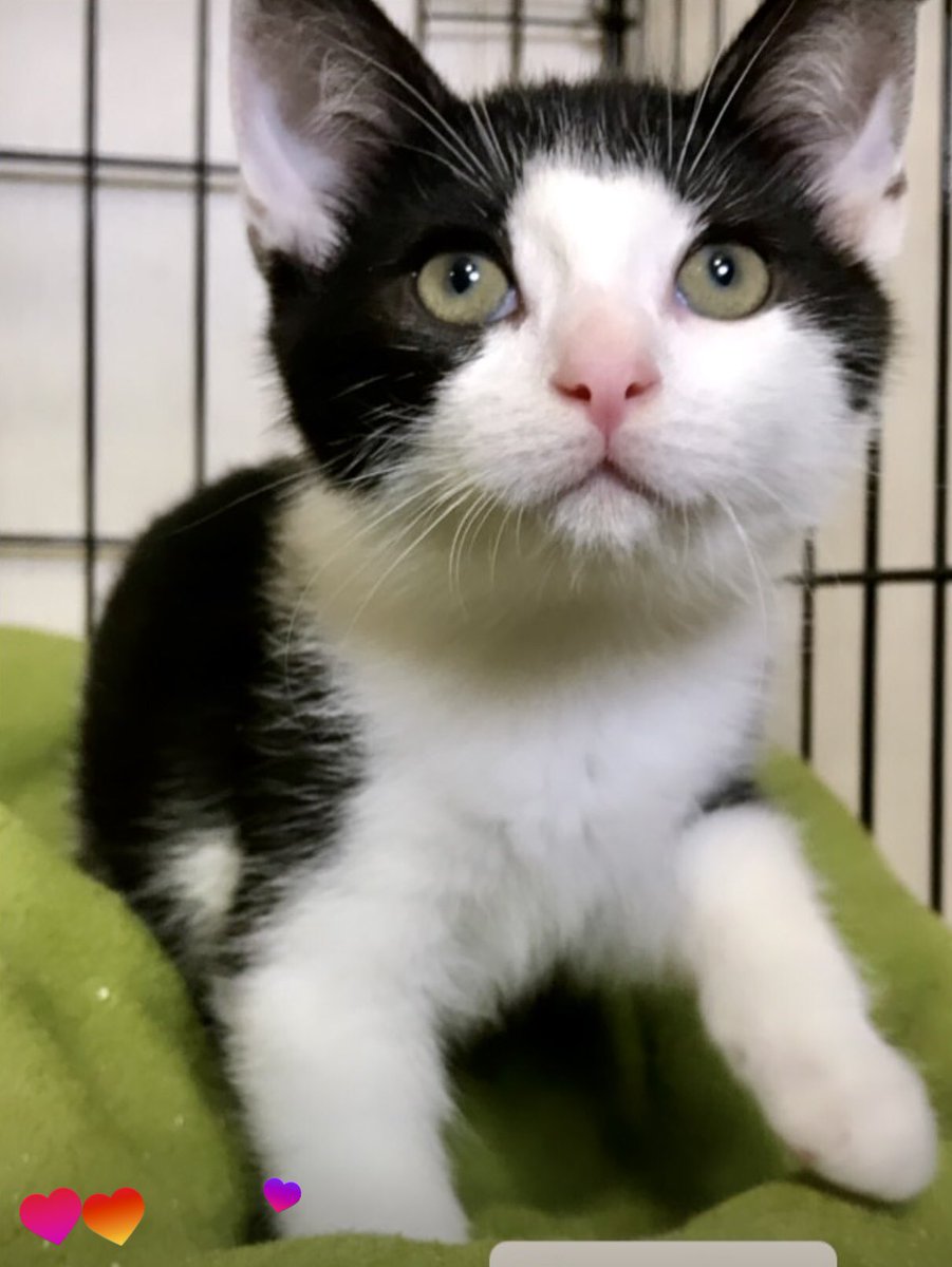 Приют Убежище tweet media