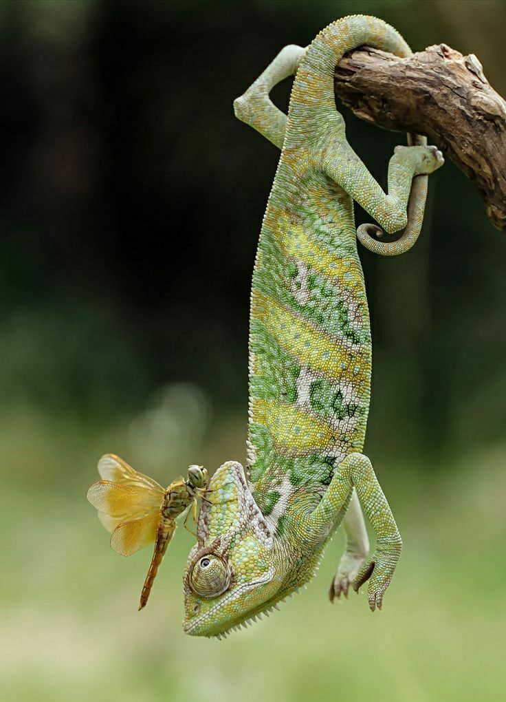 Untamed Path tweet media