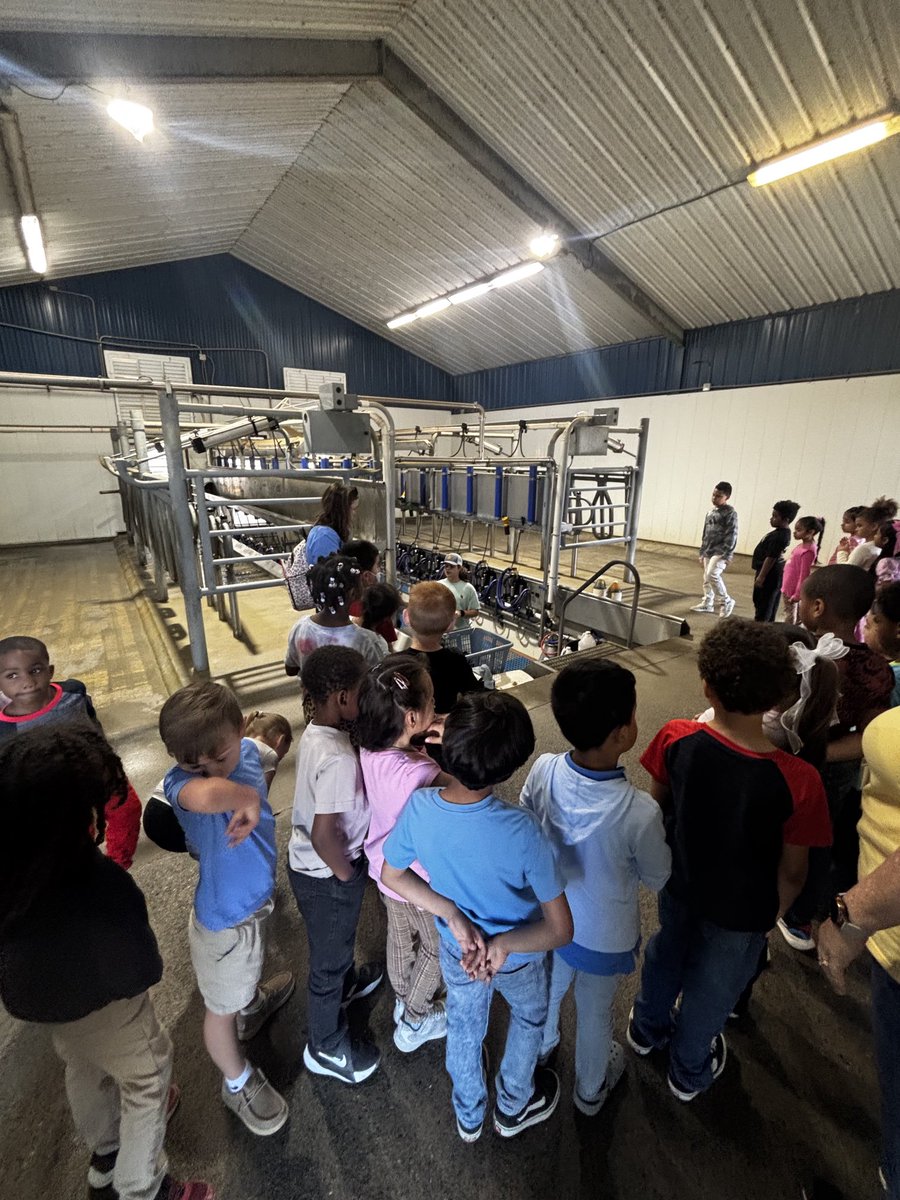 Learning about milking the cow on the dairy farm
