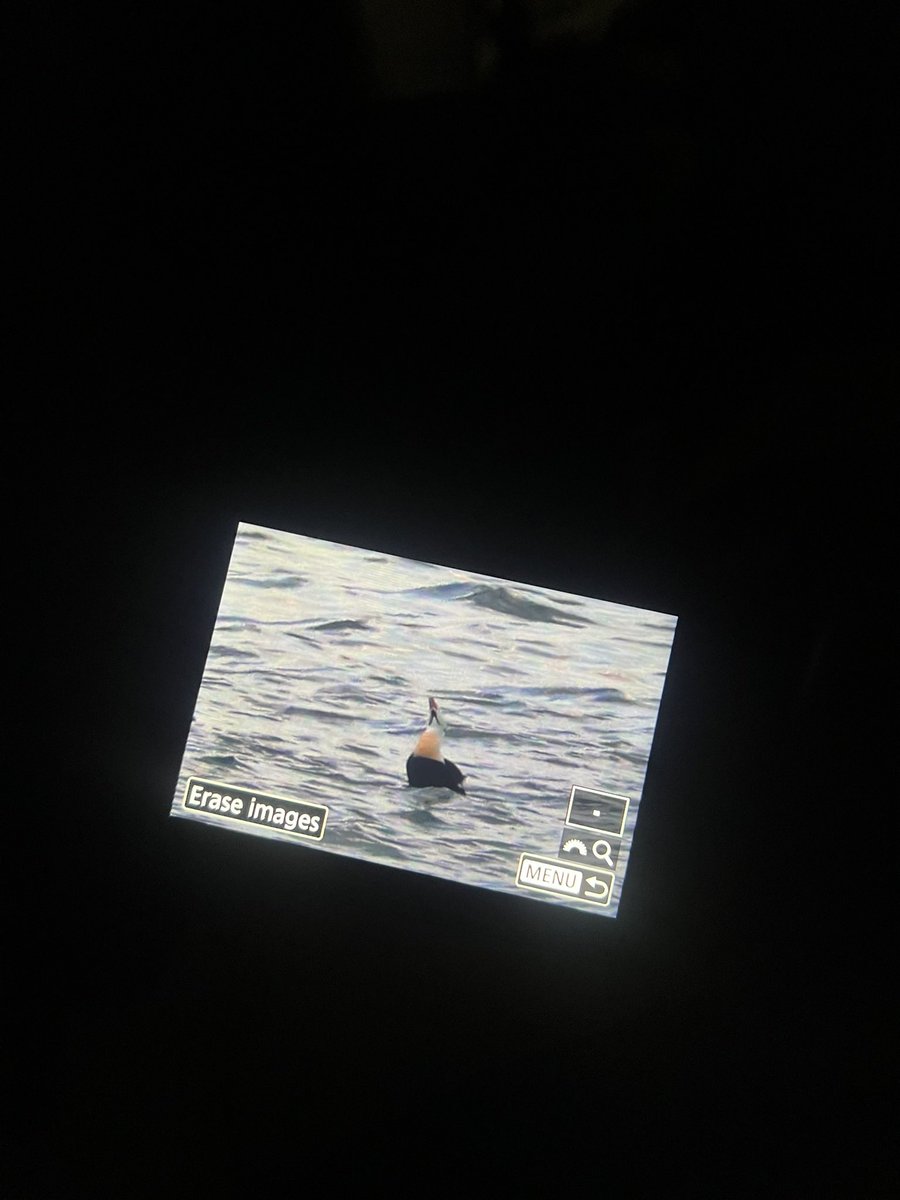 jeongyeonix's tweet image. king eider duck #fansite #PREVIEW