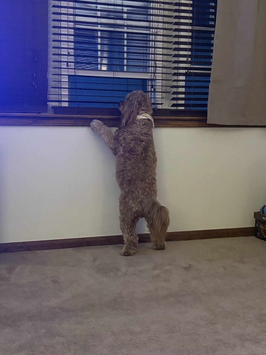 Cooper Jack & Biggie Smalls tweet media