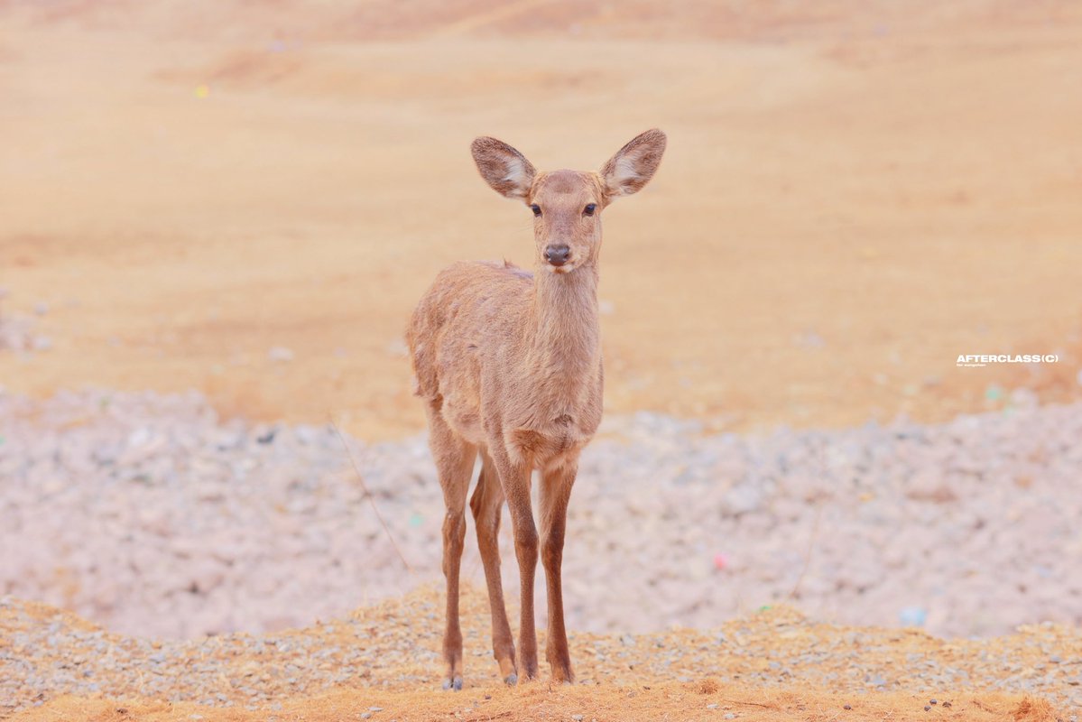 AfterClasSC tweet media