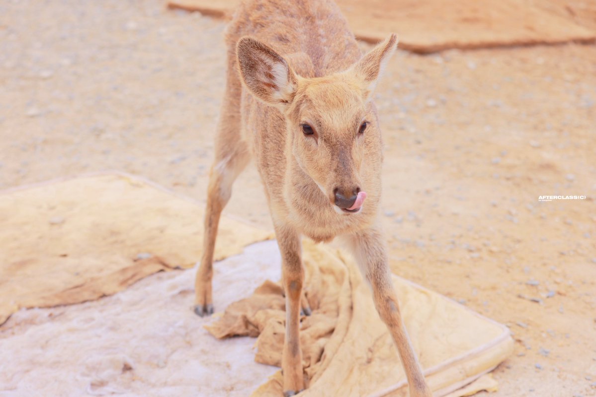 AfterClasSC tweet media