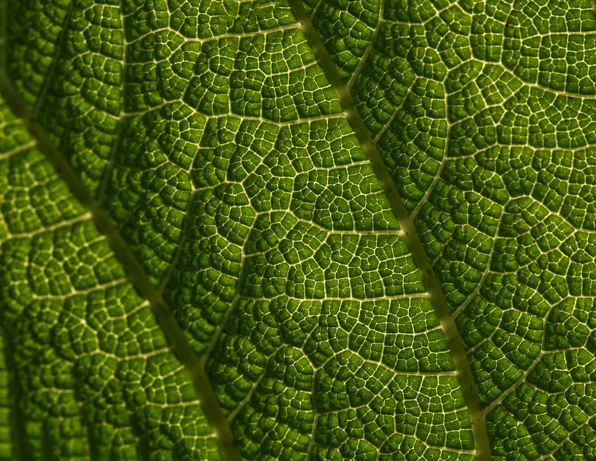 Sam_Alexandra23's tweet image. Good day Photographers &amp;amp; Friends! Yes, it's #Texture Tuesday! Let's see your captures that fill the frame with texture close up. Examples: leaf, rock, silk, branches. Have a nice day &amp;amp; be safe! #Photography #Nature #Manmade 📸😊🇨🇦