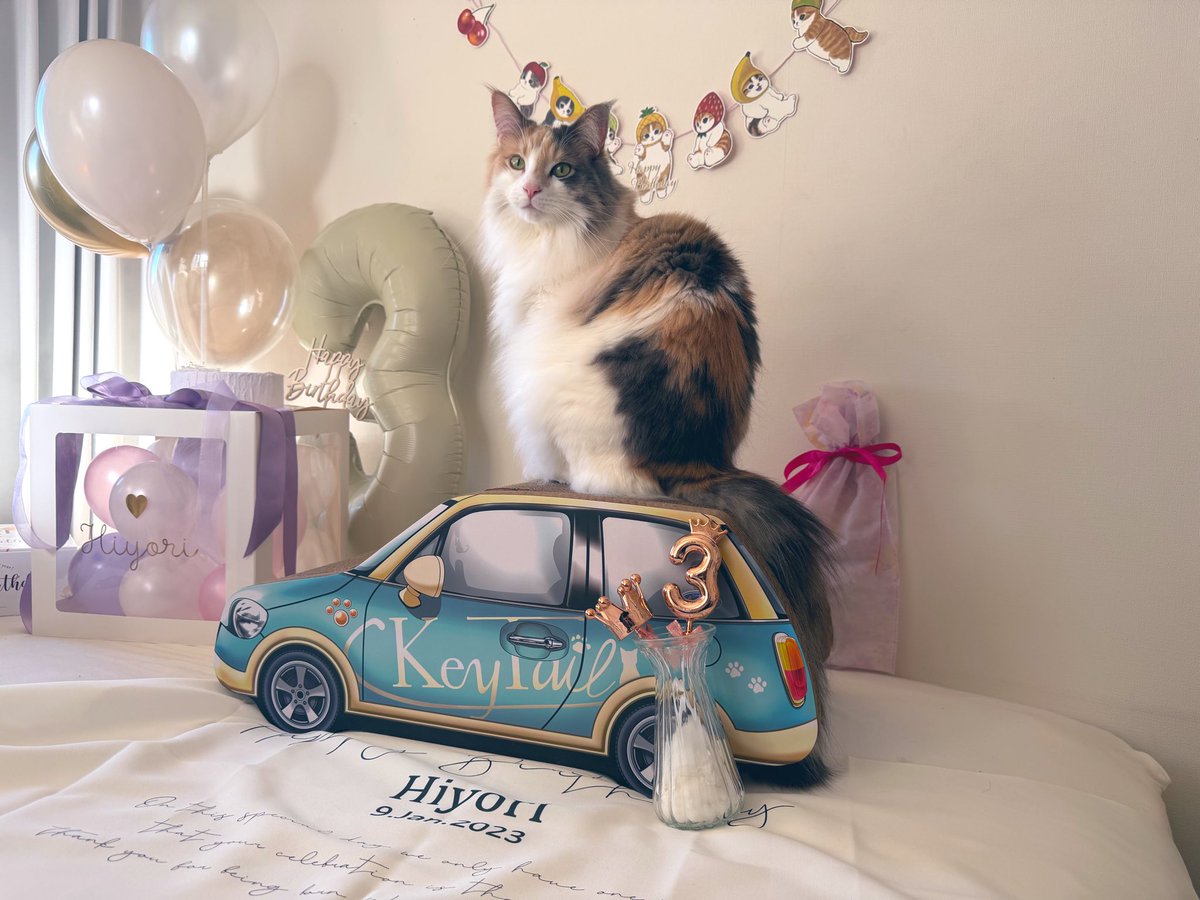 貴方はこの猫を知っている。 tweet media