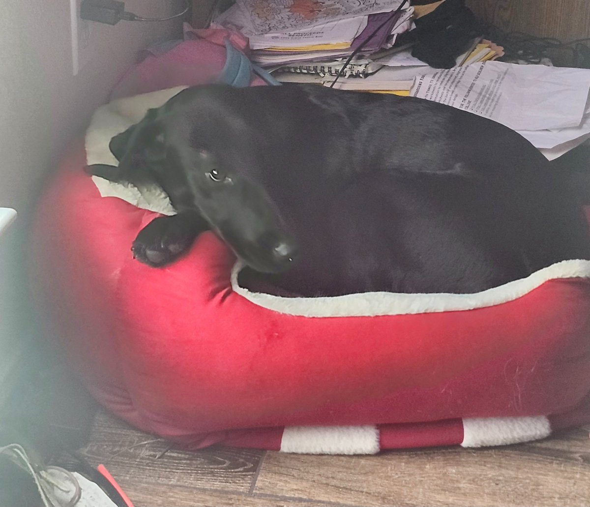 _puppei's tweet photo. @hoshizorarock I can't find any food photos I took but I share a picture of my dog onyx 😁 https://t.co/JqXj2QZ6L0