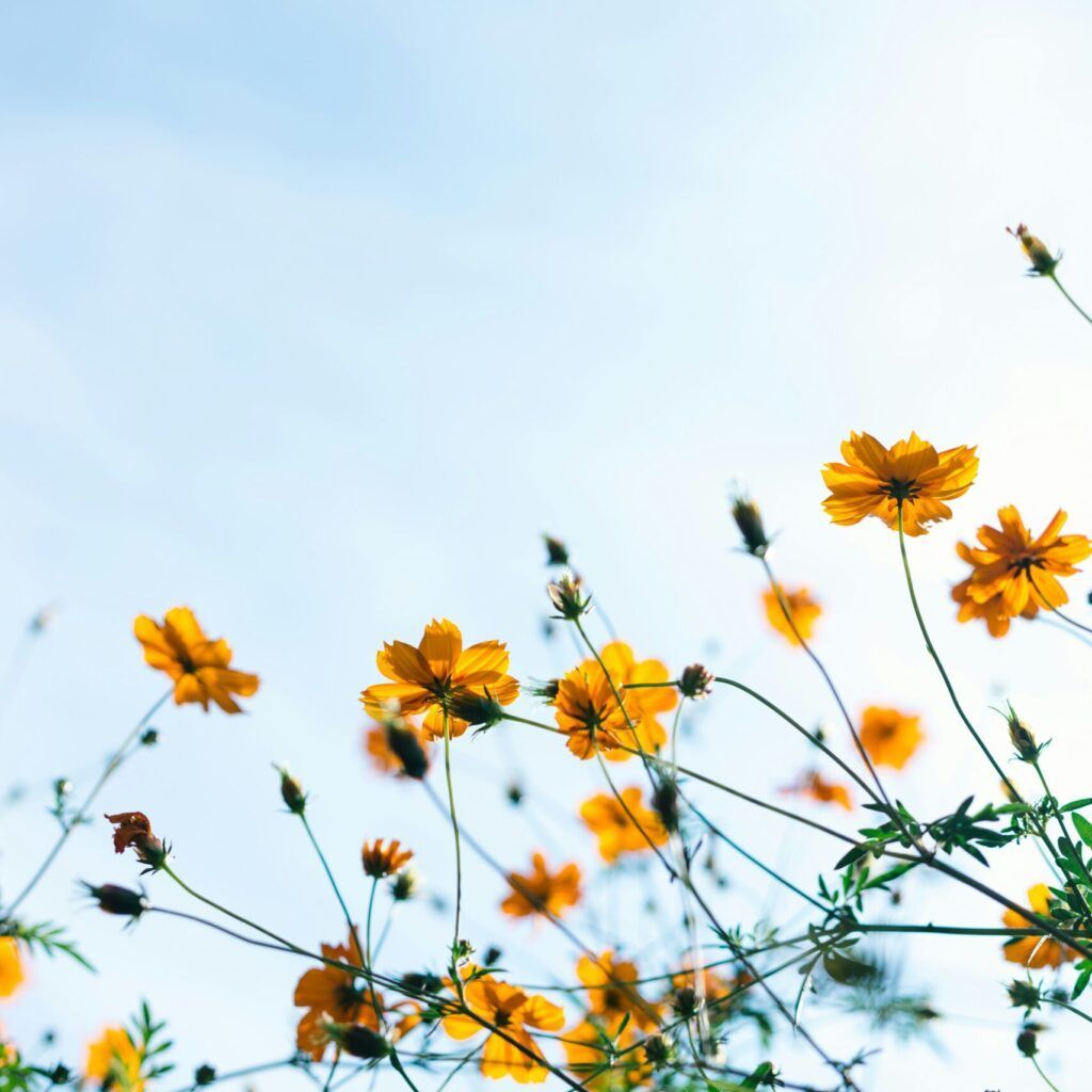 Valentina Cinelli tweet media