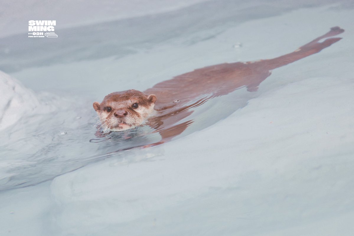 SWIMMING🦦 tweet media