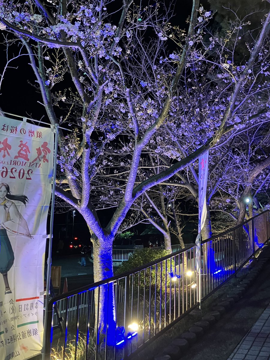 p1cstaff's tweet photo. 〝敦盛桜夜桜〟開幕！
まだ三分咲きですが、桜以外にも
見所、食べ所満載でーす！

#敦盛桜2026 
#須磨浦公園 
#ライトアップ https://t.co/hxo4Bkm3yY