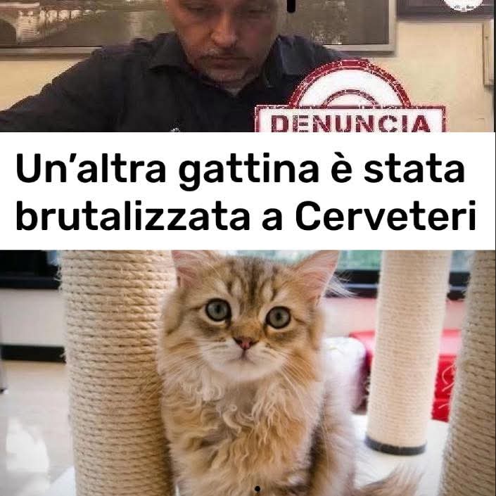 Silvia C.🧱🌋✝️🖤✋🇮🇹🇷🇺 tweet media