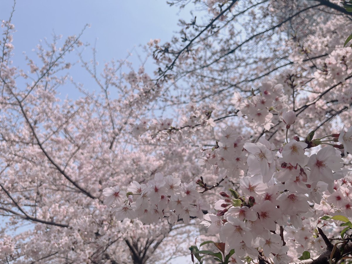 今日は母の命日でした。
２年前はまだ桜も満開ではなく、曇ったり雨降ったりしてたけど、今年もやっぱり雨だけど、もう綺麗に満開です🌸
桜のあんぱん、半分こしてお供えしました。お母さん、大好きだよ。